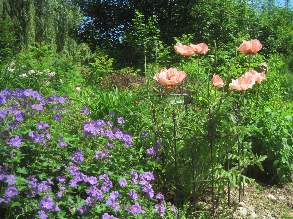 IMG_5171jpgwebhellermohn1jpg