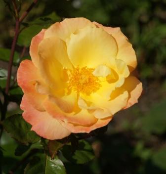 DSC01646webJPG