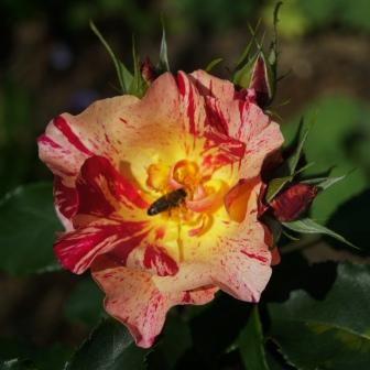 DSC01670webJPG