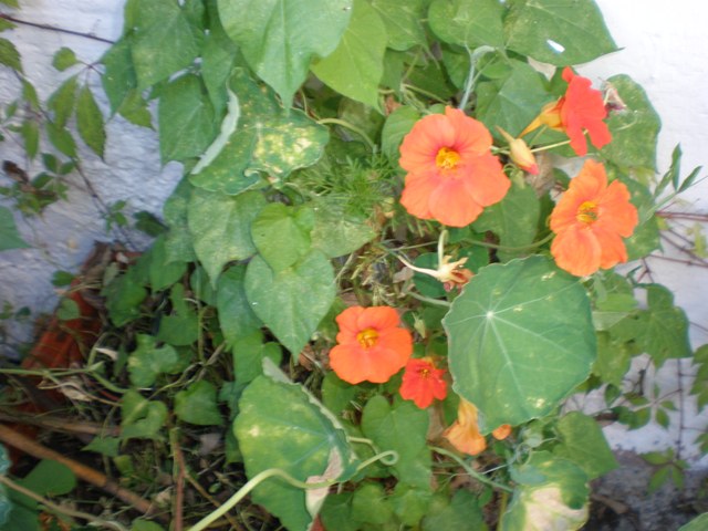 P1010114JPG