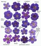 blaue_geraniums_bluemchen katrinjpg
