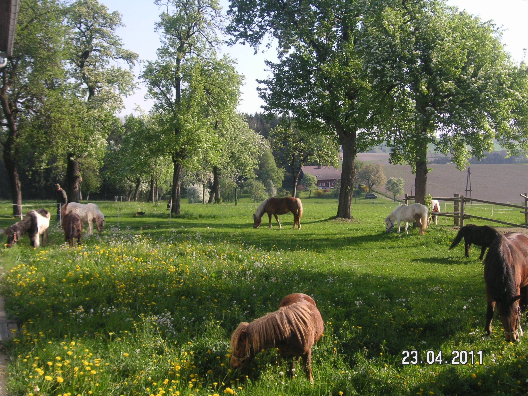 fotos 2011 071jpg