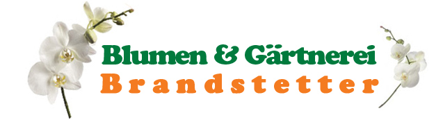 head_brandstetterjpg