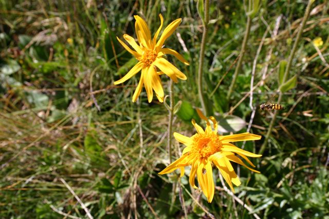 Arnica montana 2jpg